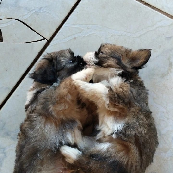 Casal de Shitzu macho e fêmea! 40 dias! - Foto 4