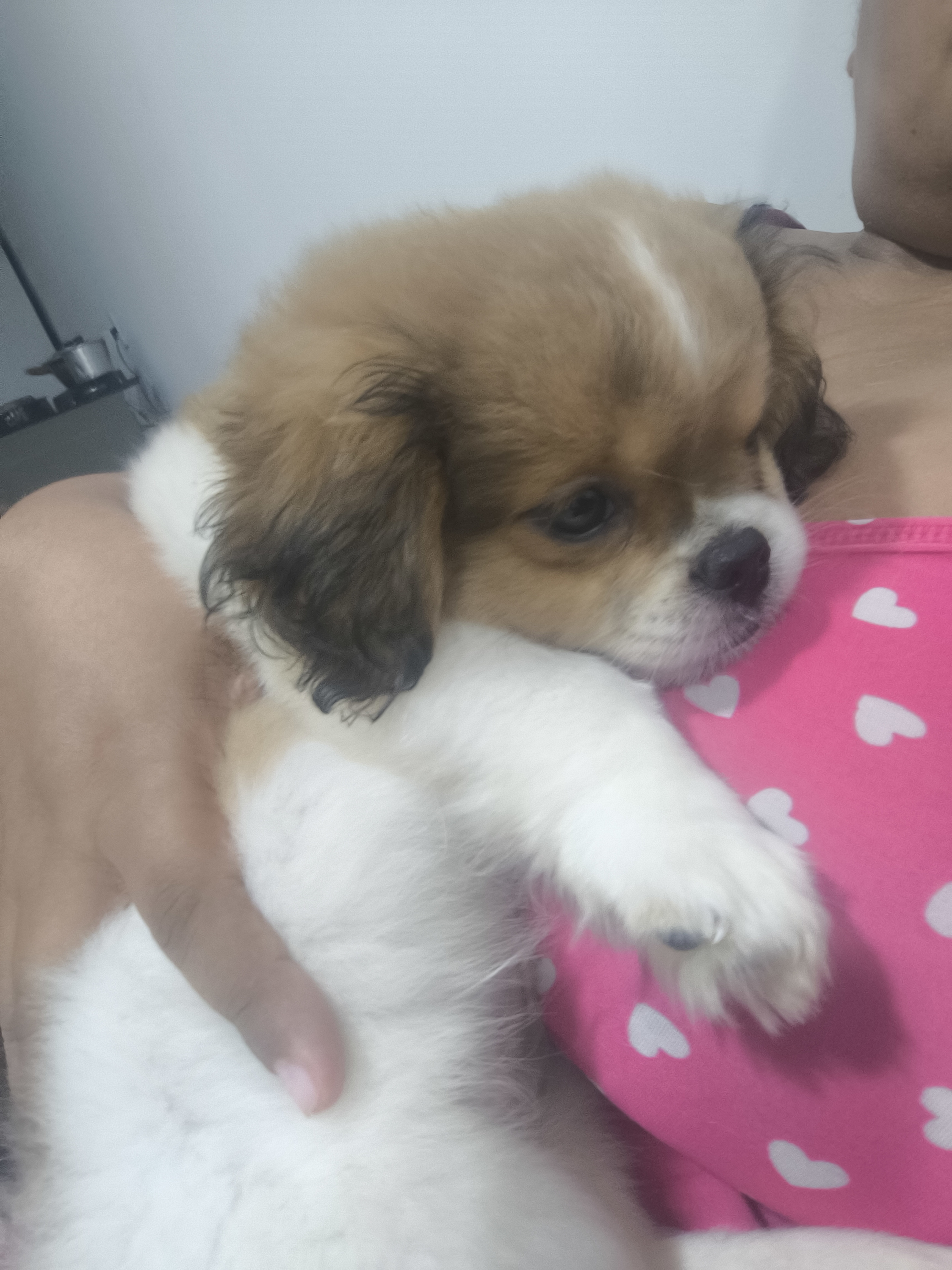 Portal Vendocão Vendo cachorro filhote Paço do Lumiar