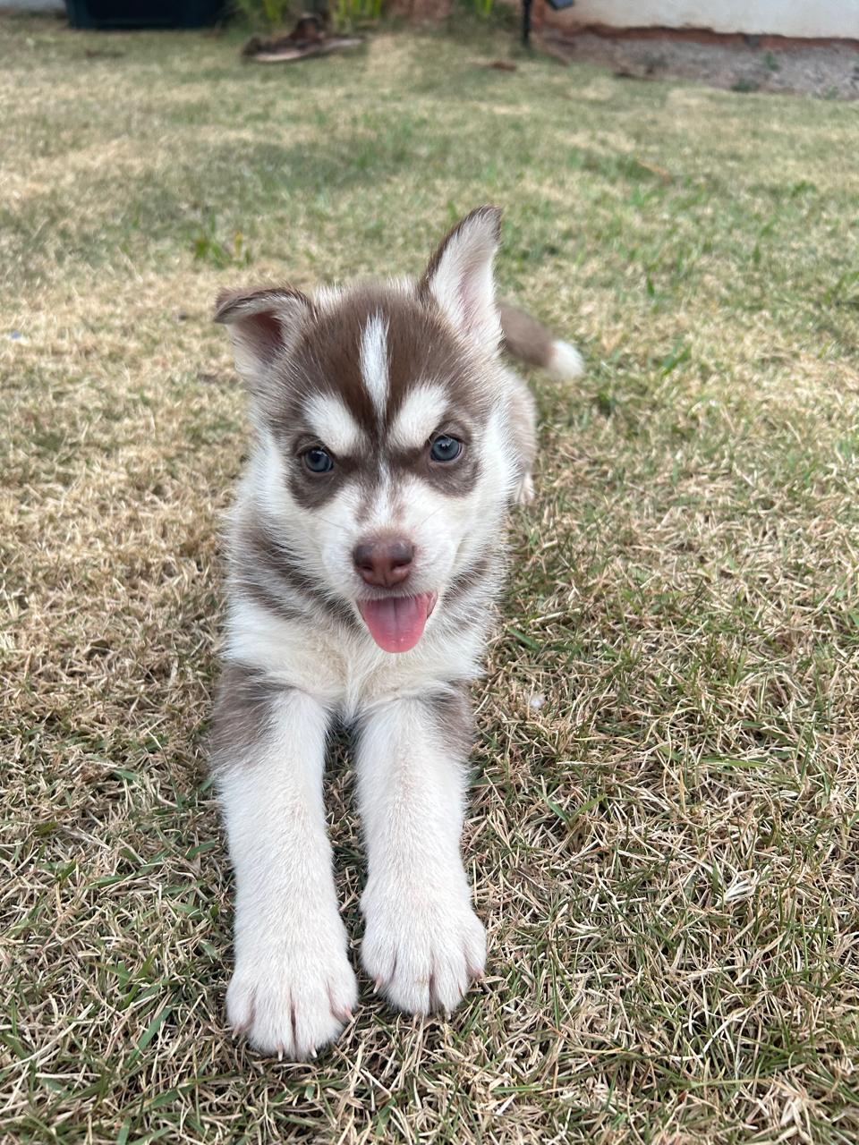 Portal Vendocão Husky Siberiano Paraíso do Norte