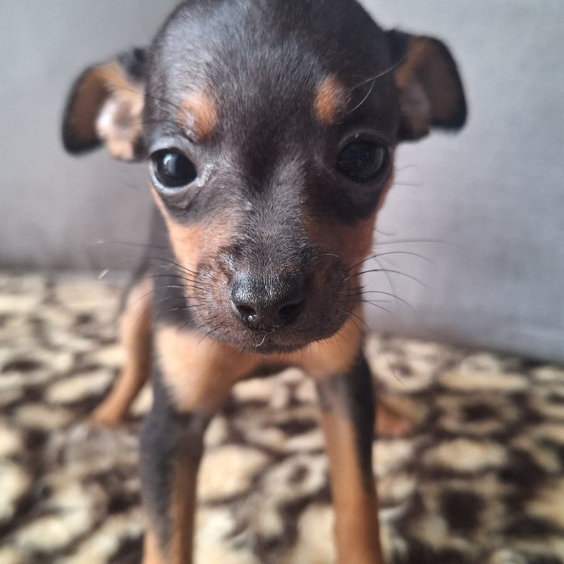 lindo filhote de pinscher 1 desverminado macho 2 messes