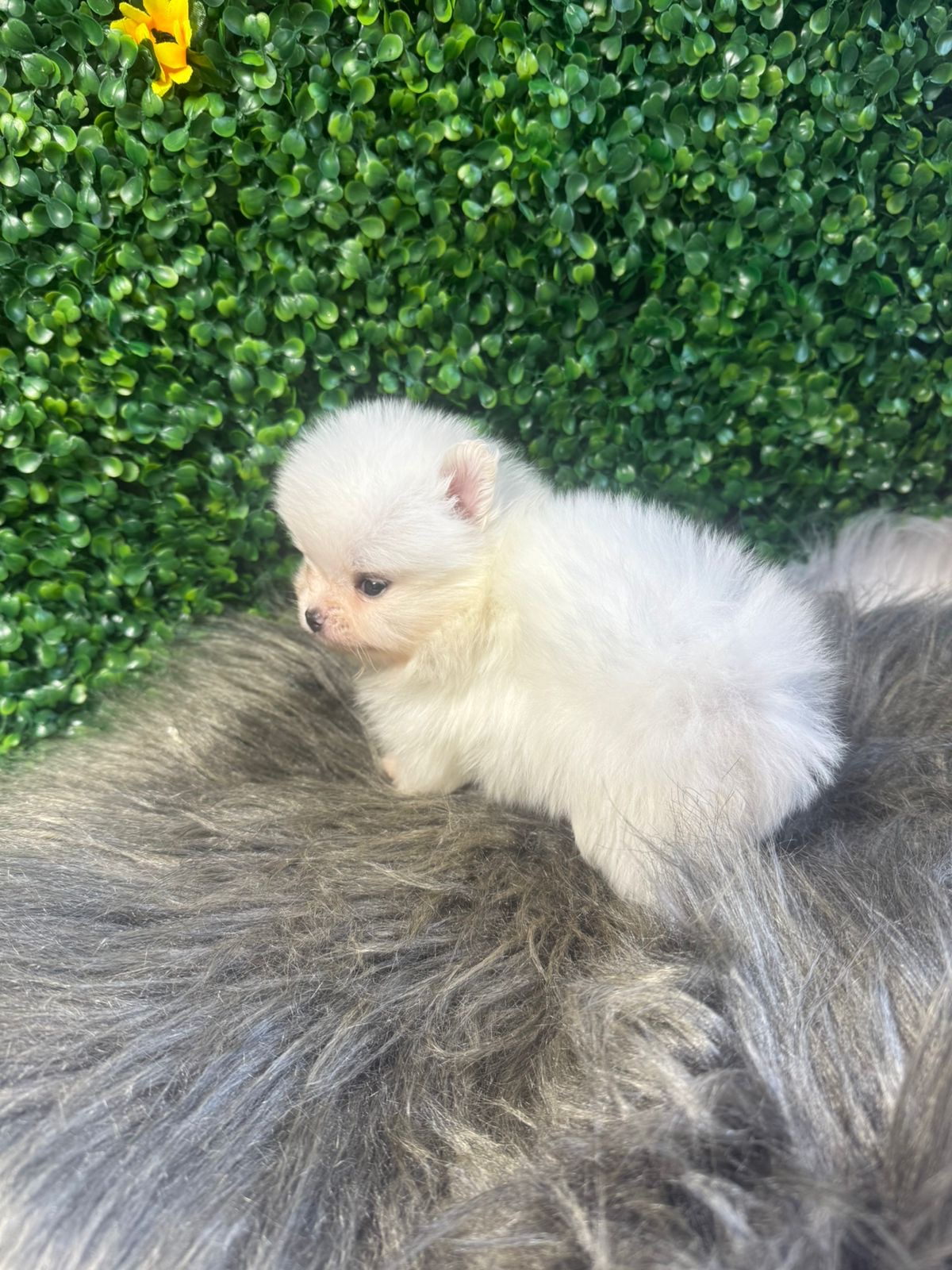 Filhotes de Lulu da Pomerânia disponíveis – Machos com 40 dias - Foto 1