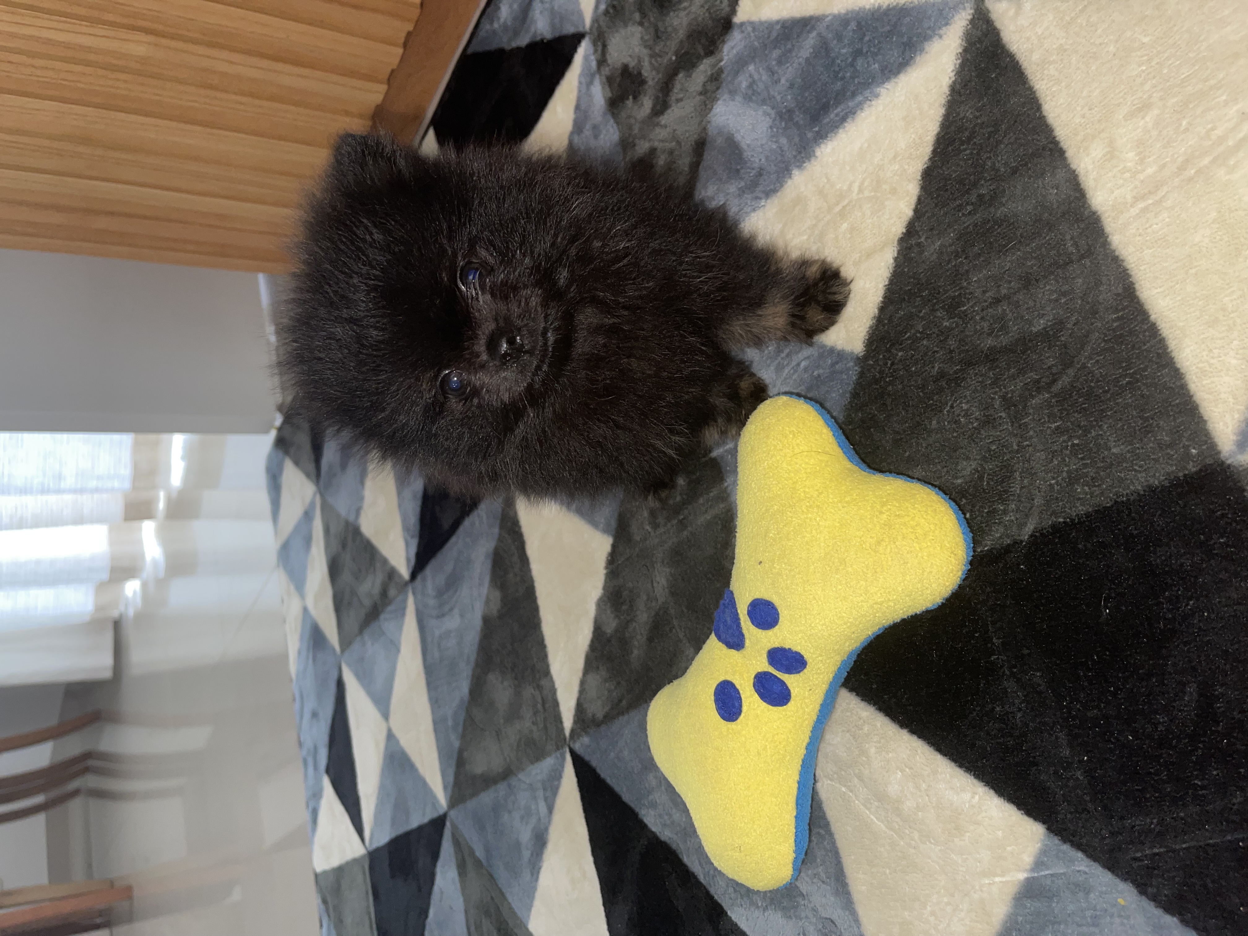 Spitz alemão anão macho - Foto 1