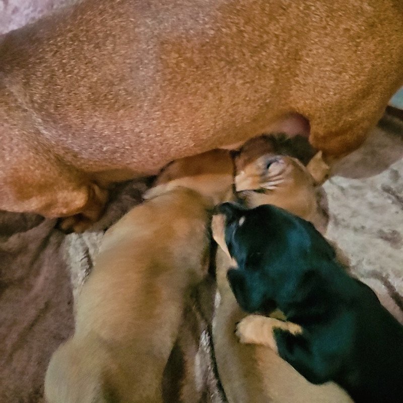 Filhotes de dachshunds