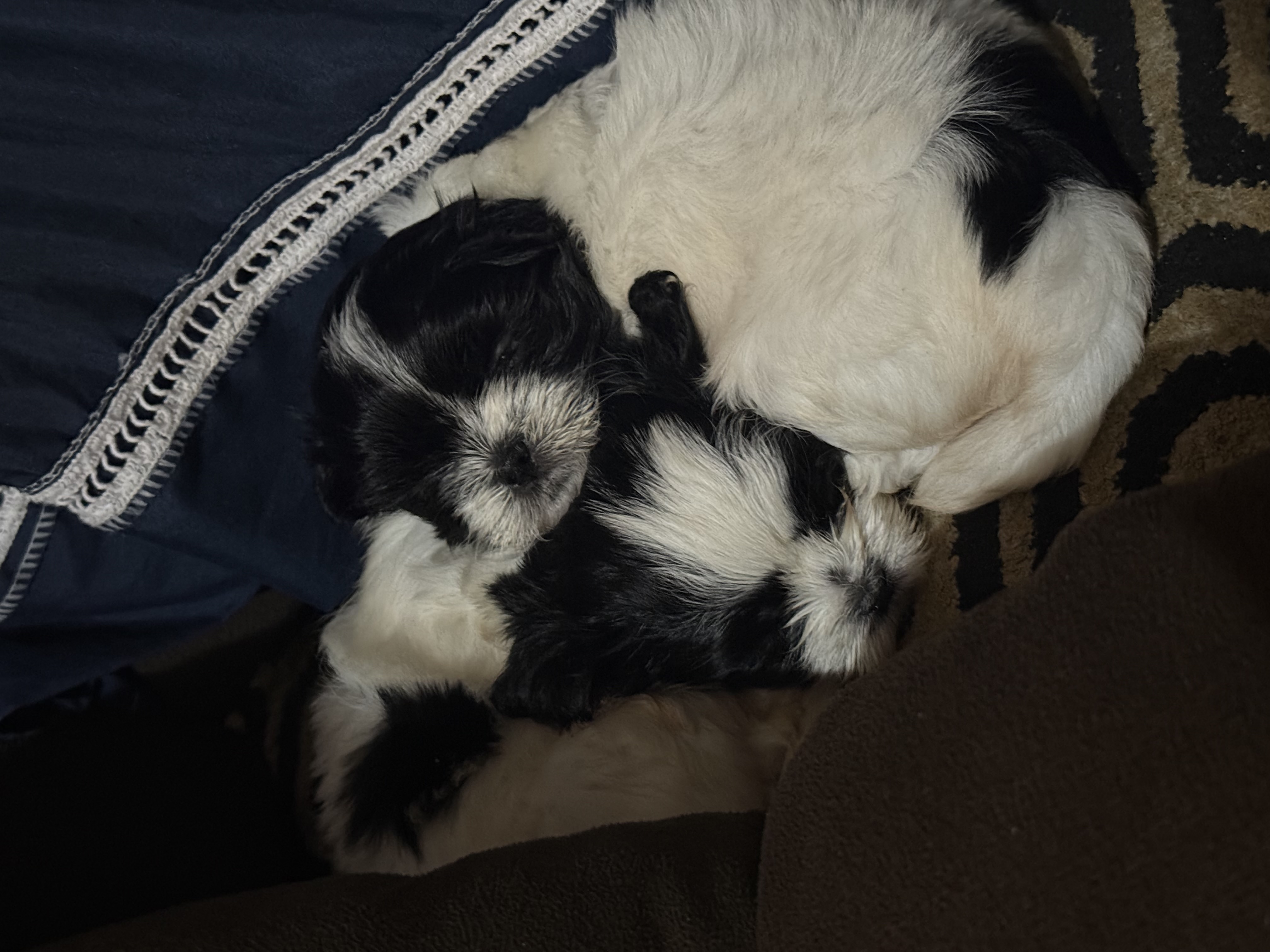 Portal Vendocão Filhotes Shih Tzu Vitória