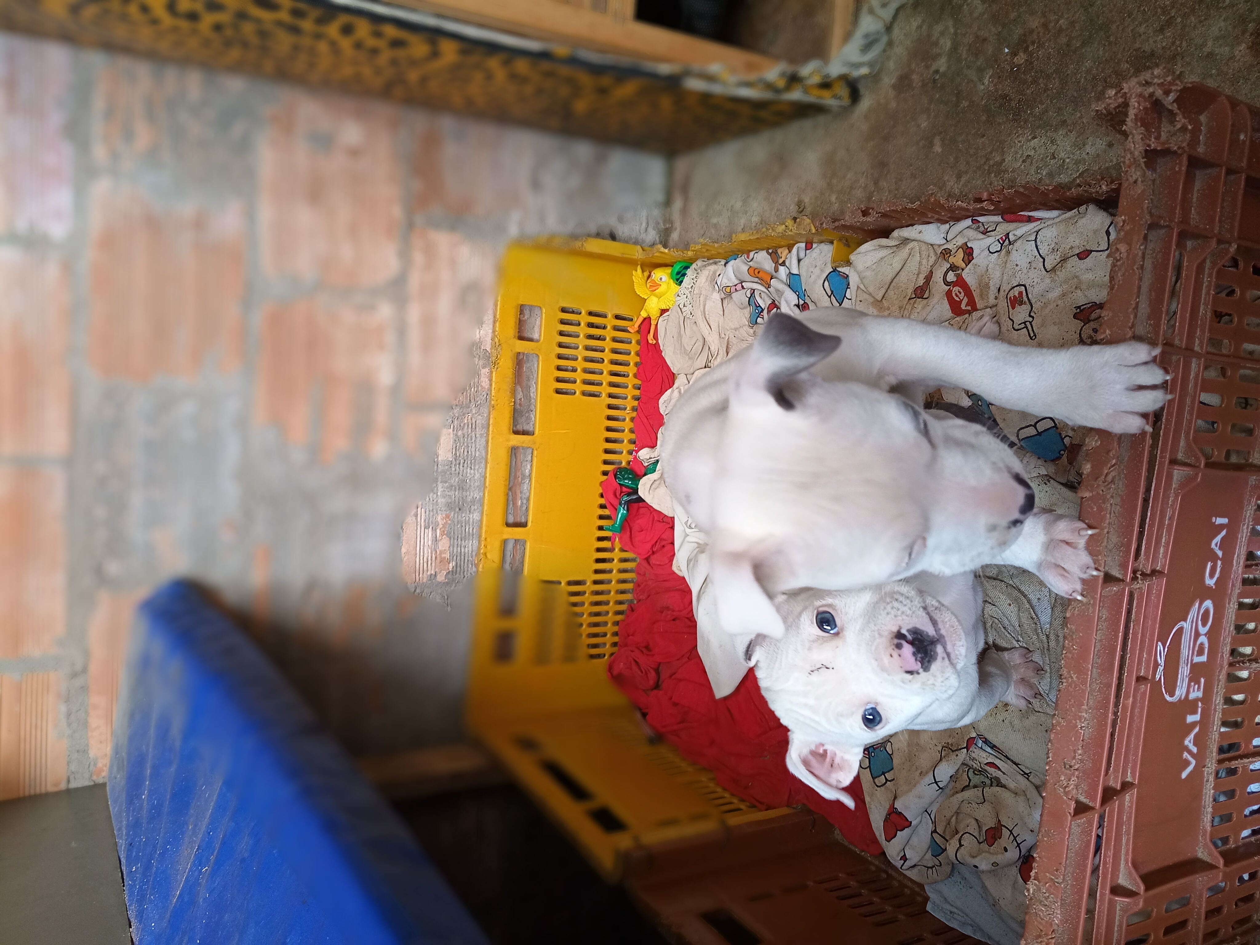 Vendo Pitbull 