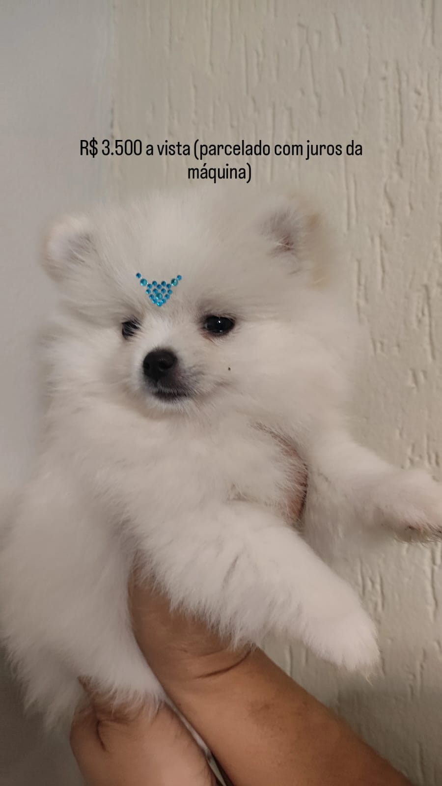 Portal Vendocão Venda Filhote Lulu da Pomerania Cabo Frio