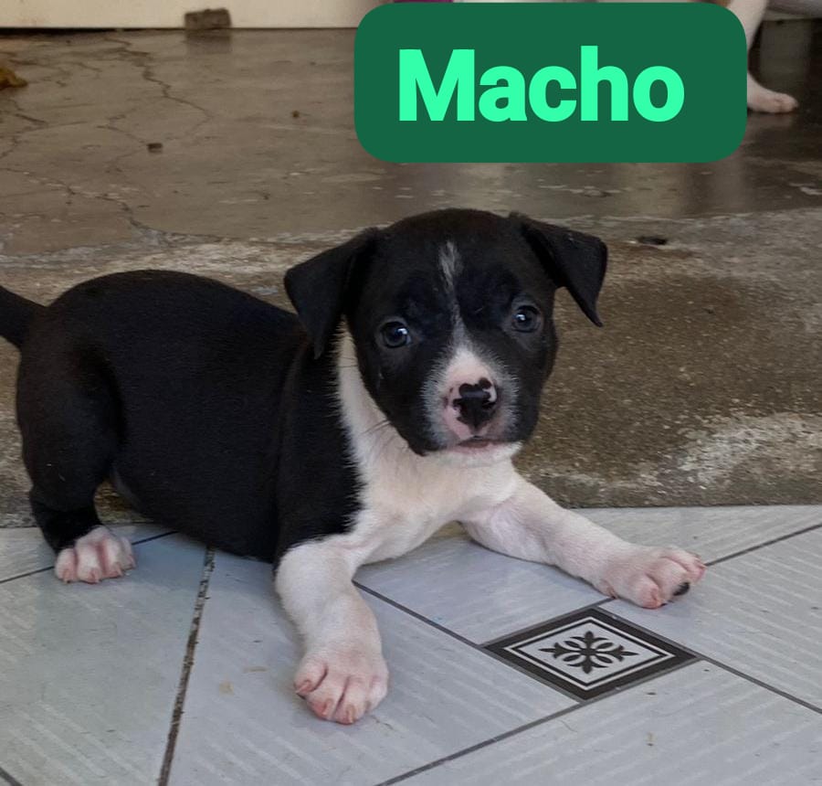 Cachorro - Foto 1