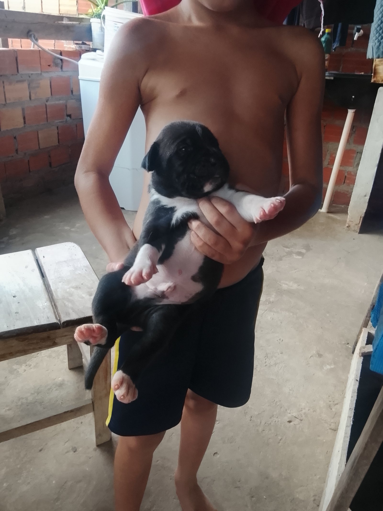  Pit Bull com Pit monster  - Foto 1