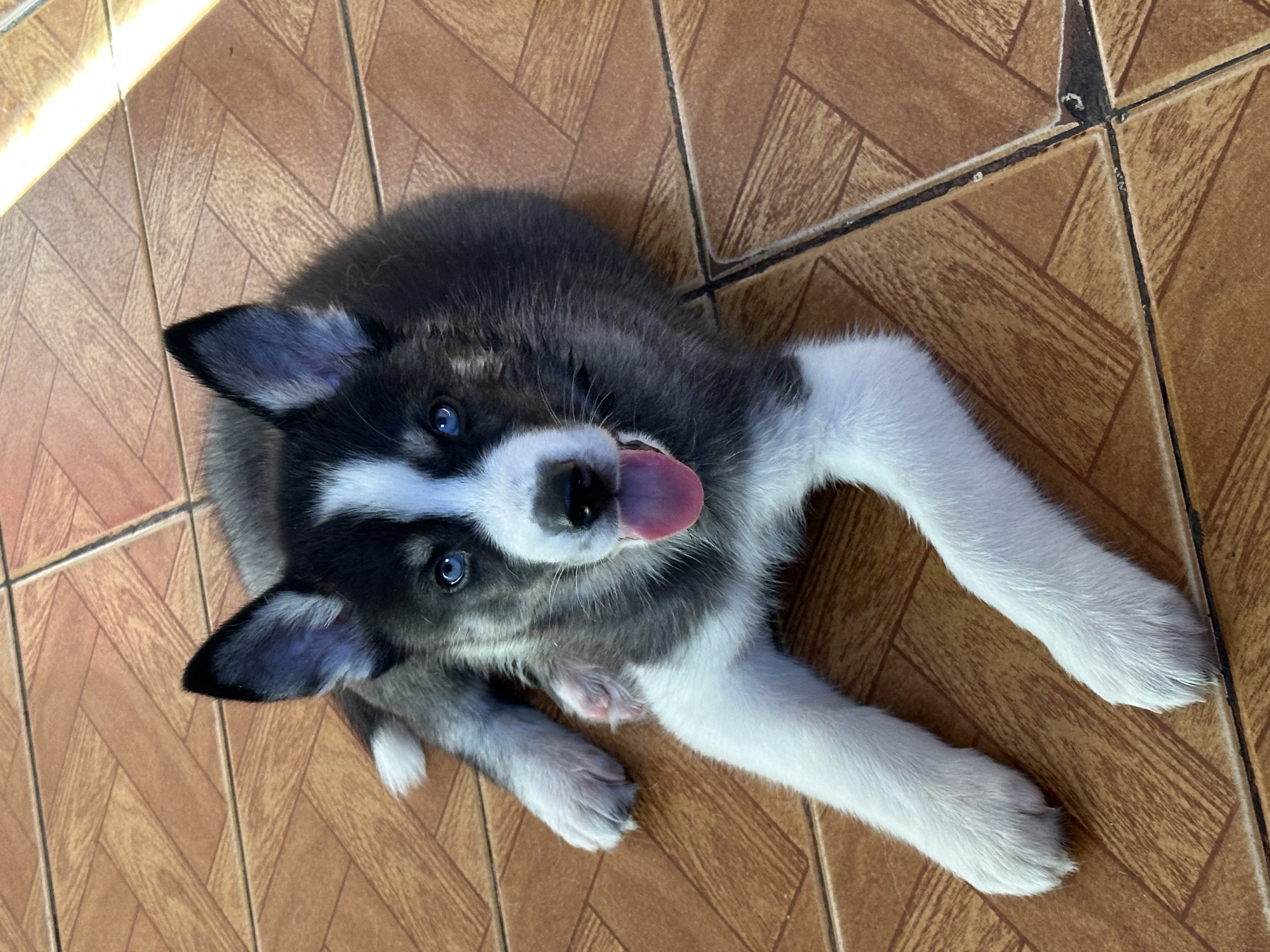 Portal Vendocão Filhote de husky  Contagem
