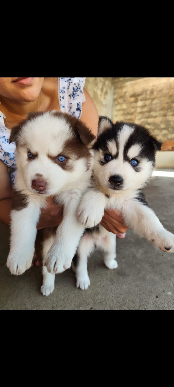 Portal Vendocão HUSKY SIBERIANO WOOLY  Teresina