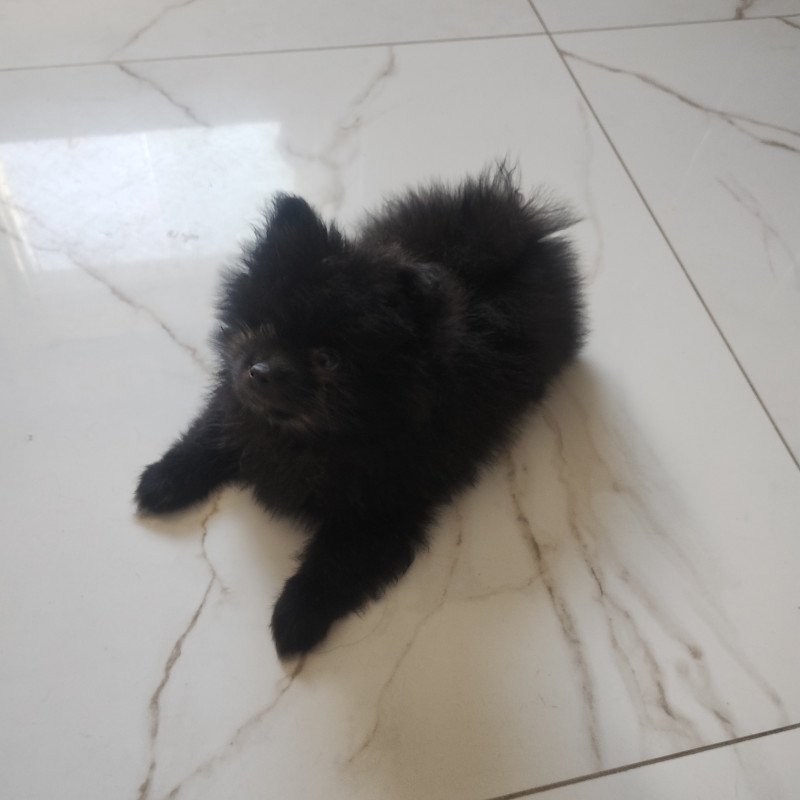 Lulu da Pomerânia - Foto 1