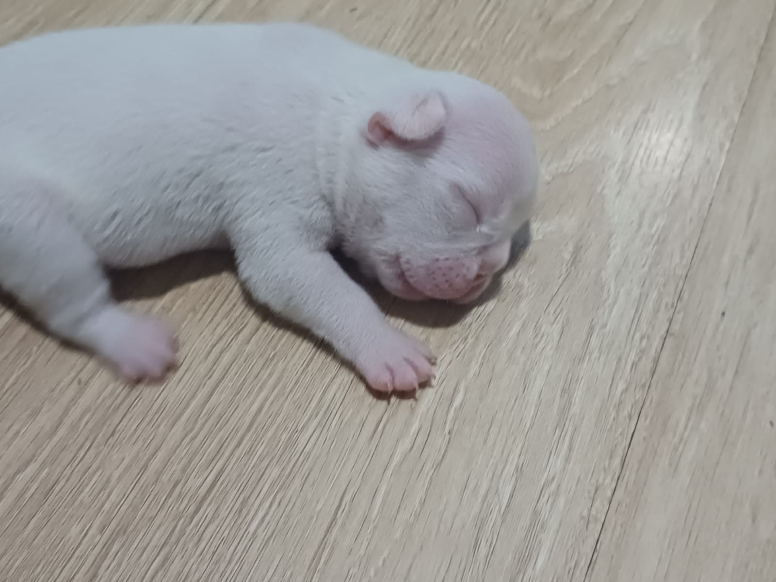 Buldogue Francês - Foto 1