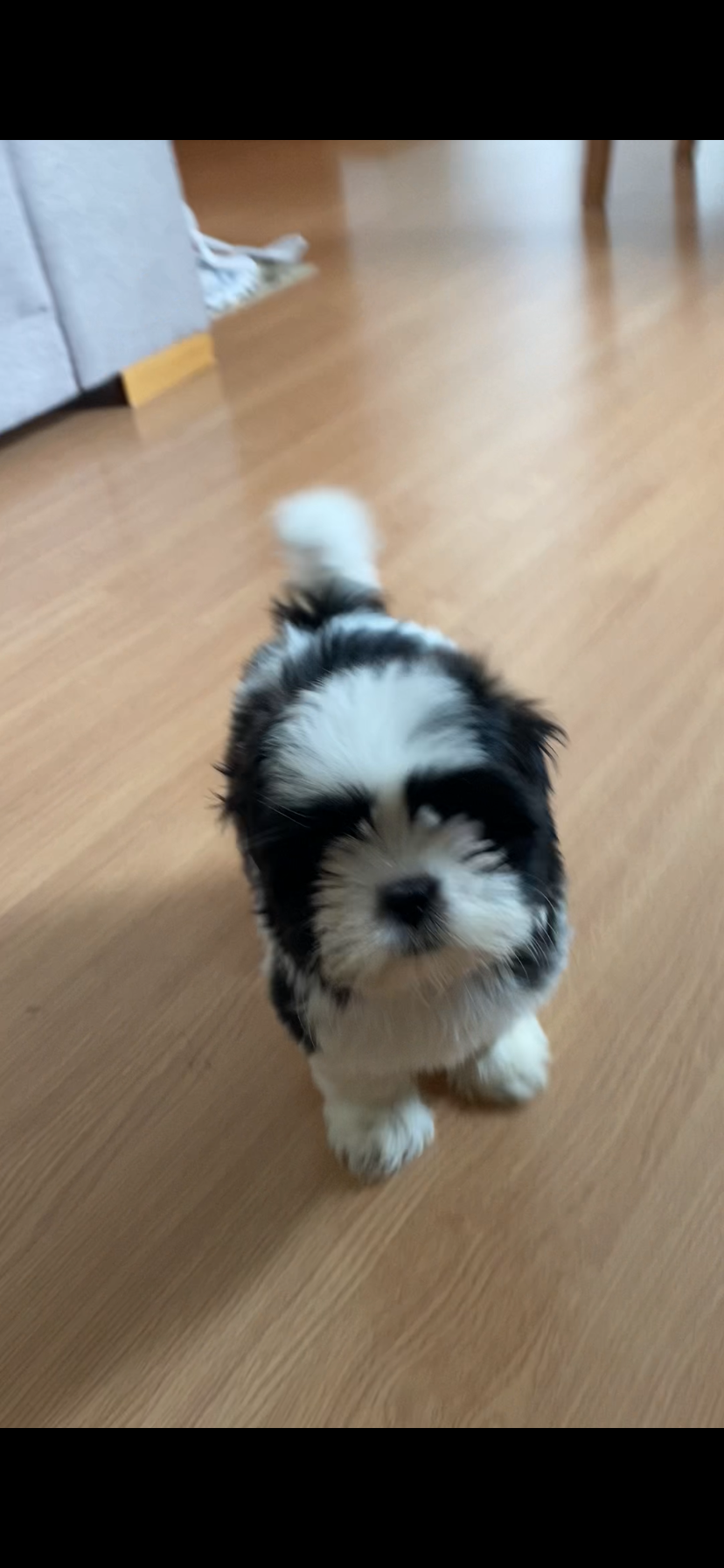 Portal Vendocão Shih Tzu fêmea  Belo Horizonte 