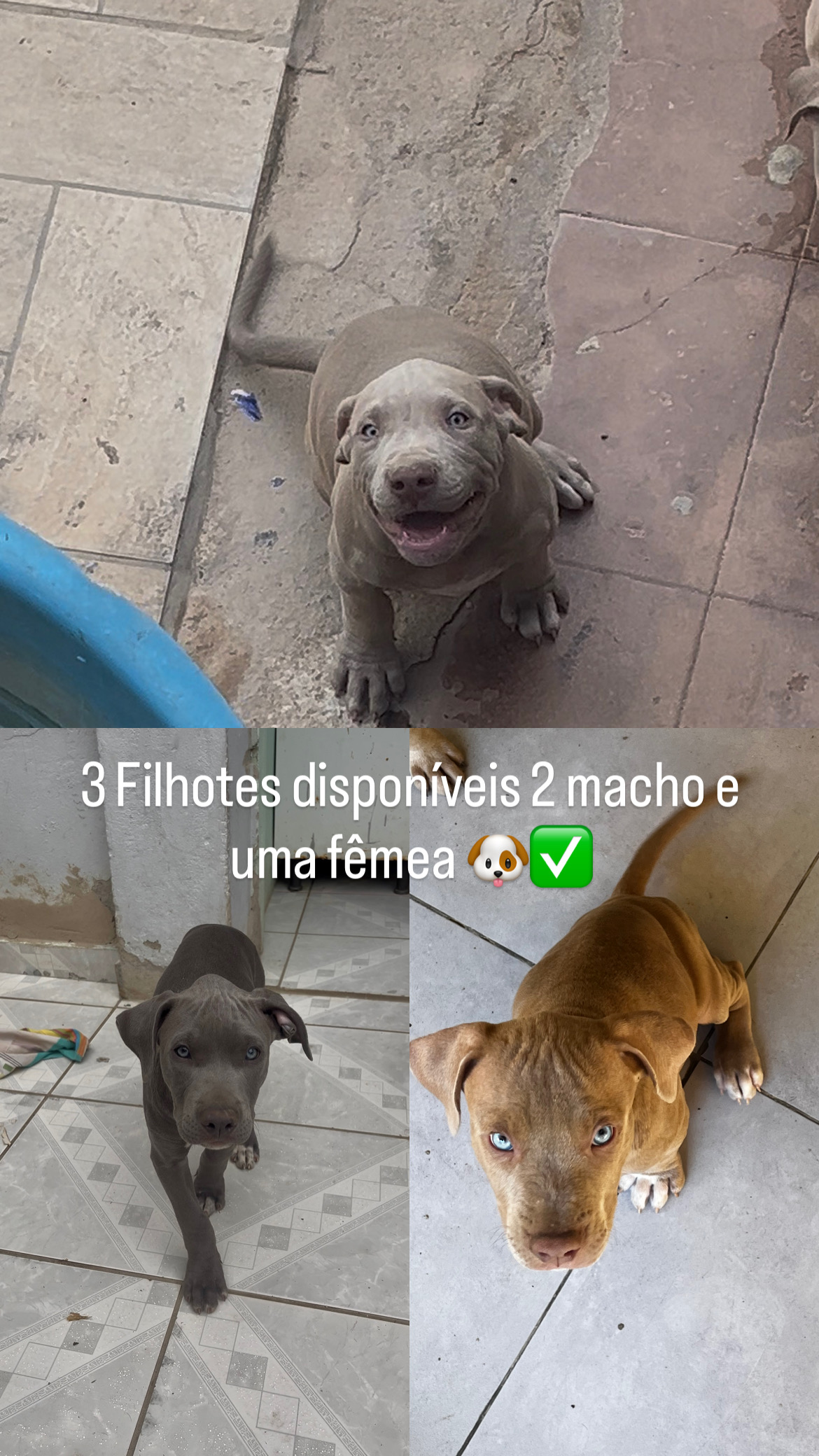 Filhotes PitMonster - Foto 1