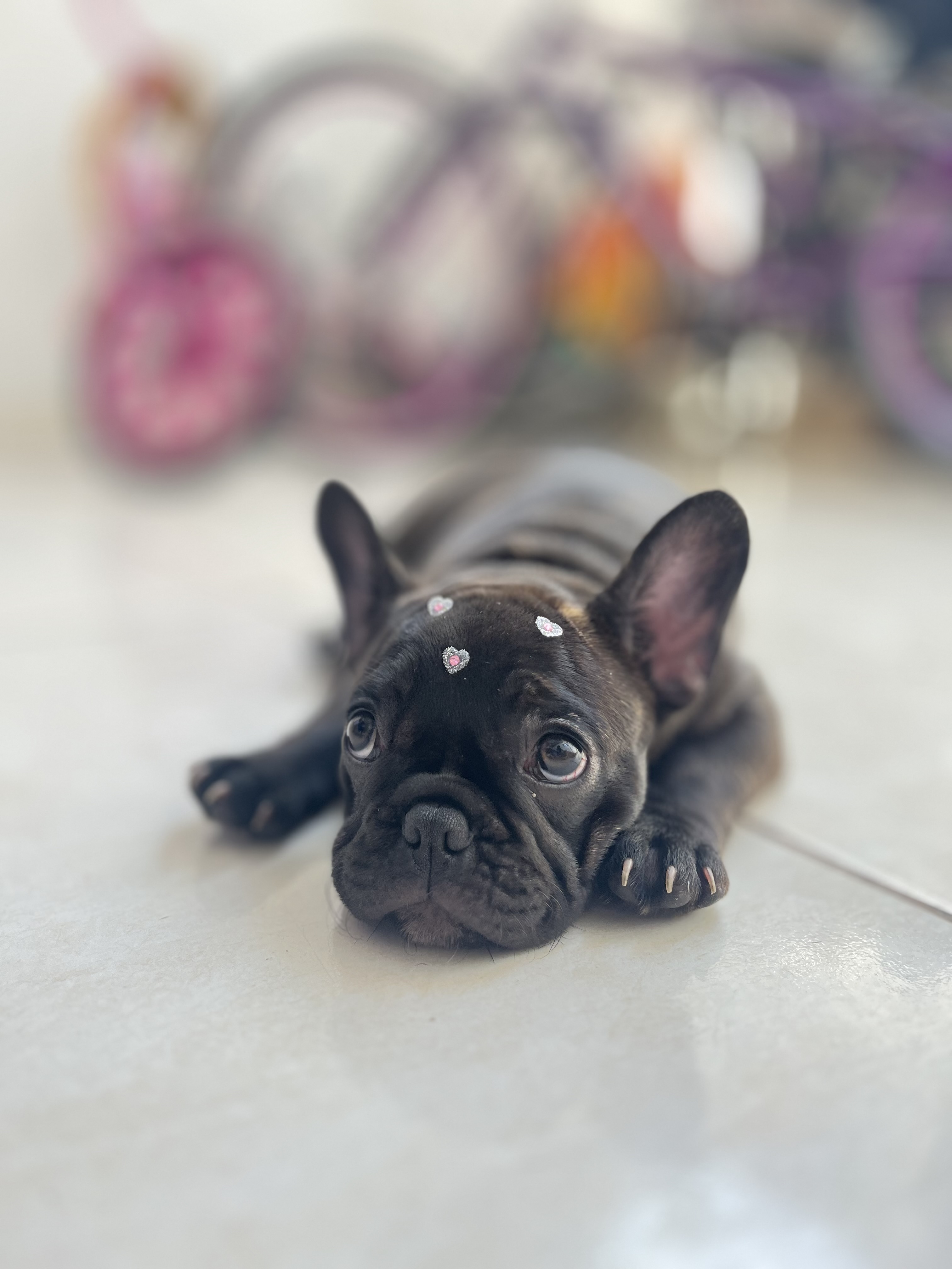 Vendo Buldogue francês  - Foto 1