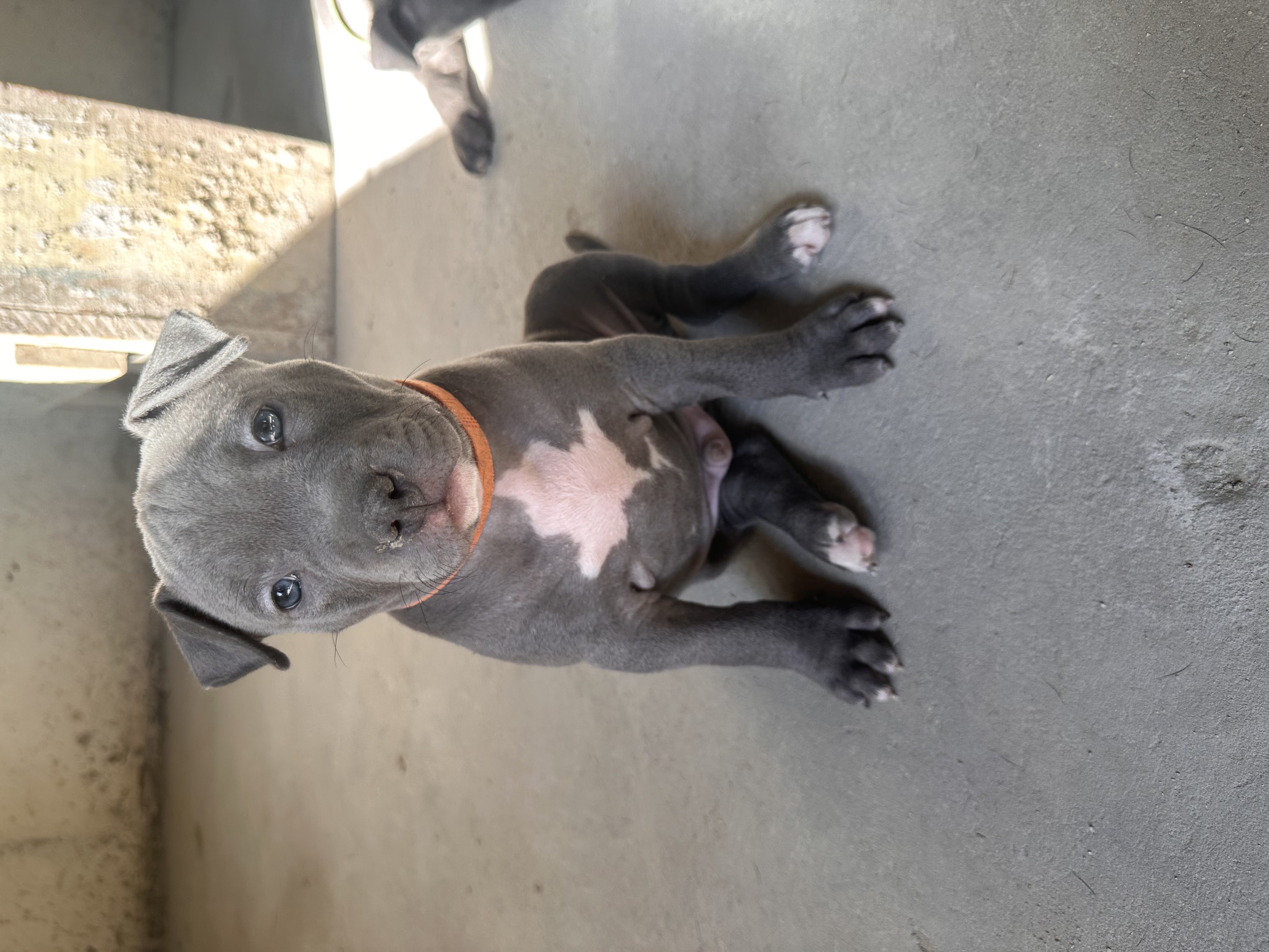 Portal Vendocão Filhotes de Amstaff  Curitiba