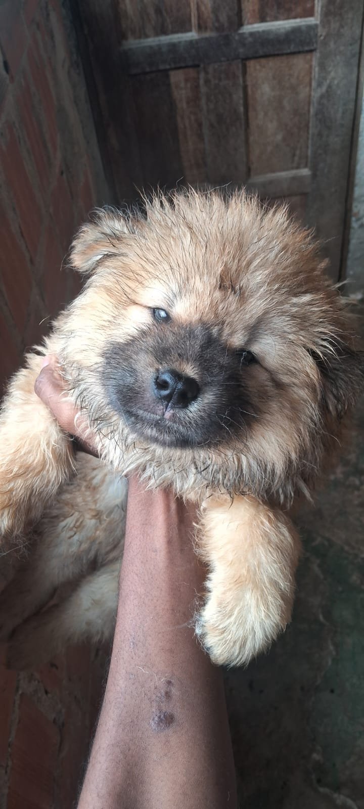 Filhote de chow chow