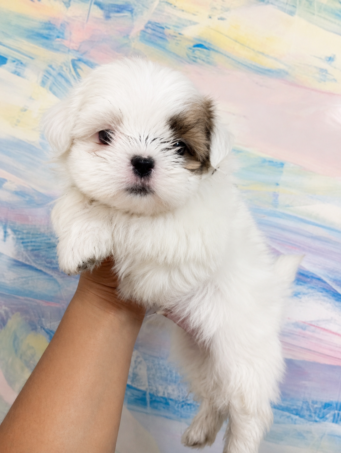 Lindo Filhote Shih-Tzu Porte Europeu ✨🐶 Disponível para um novo lar cheio de amor! ✔️ 3 meses ✔️ Porte europeu (pequeno) ✔️ Muito dócil e carinhoso ✔️ Brincalhão ✔️ Já come ração ✔️ Ideal para apartamento Pelagem branca e preta, super fofo(a), perfeito(a) para companhia. Ótimo temperamento, acostuma - Foto 2
