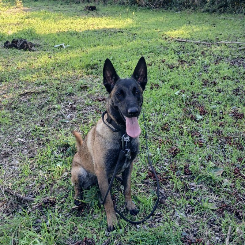 Lindos filhotes de malinois
