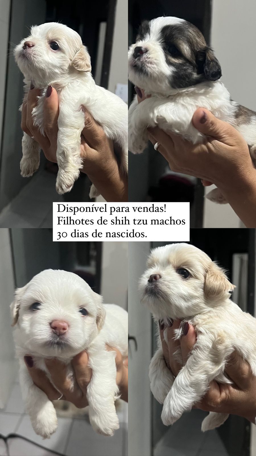 Portal Vendocão Vendo filhotes de Shih tzu puro! FEIRA DE SANTANA