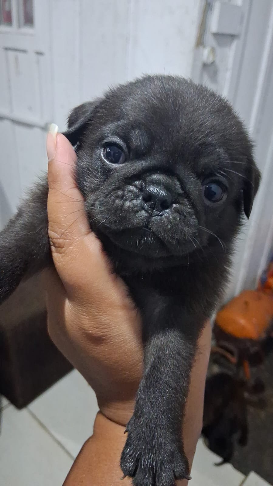 Lindos filhotes pug