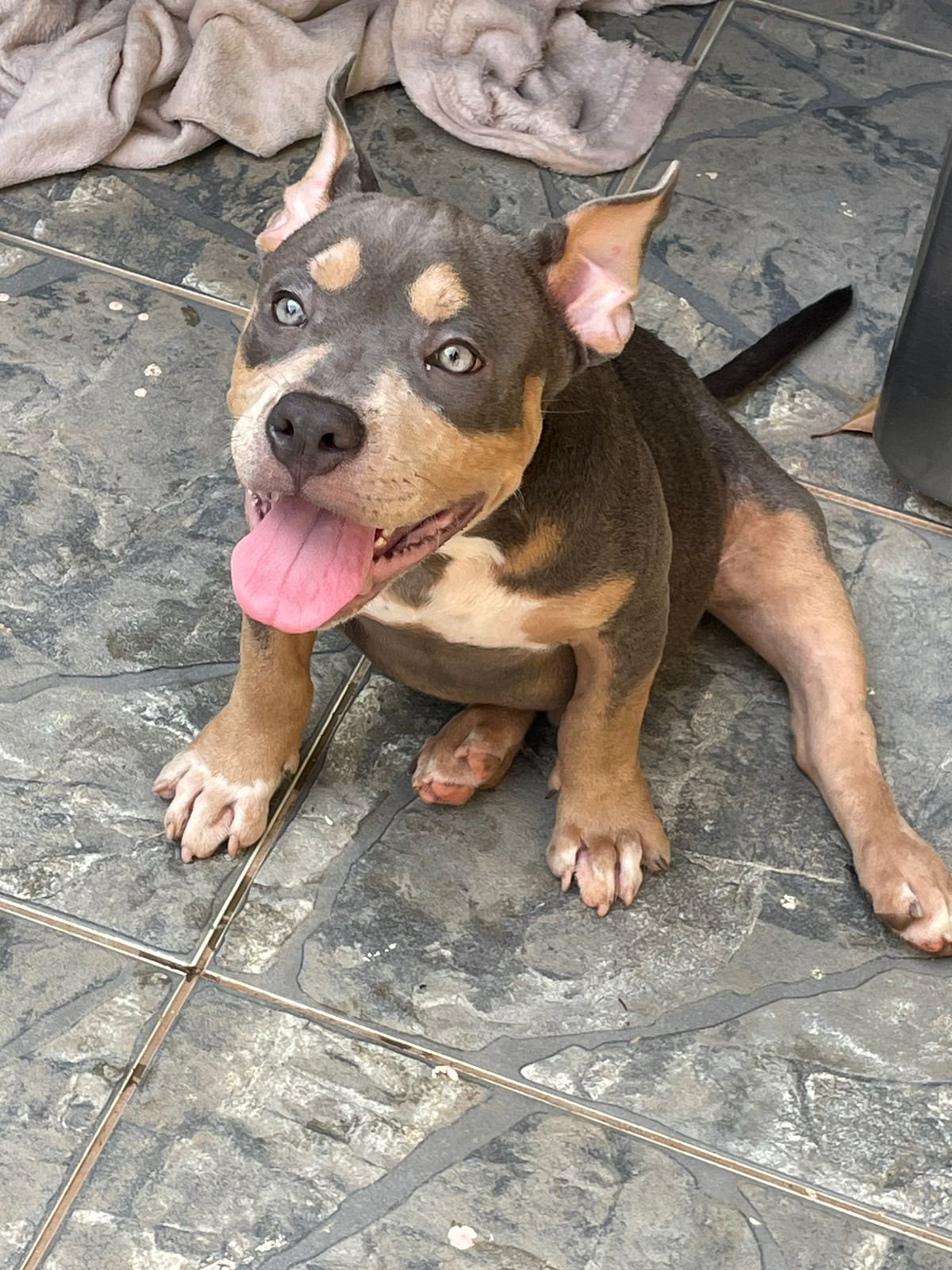 Cachorro american Bully - Foto 2