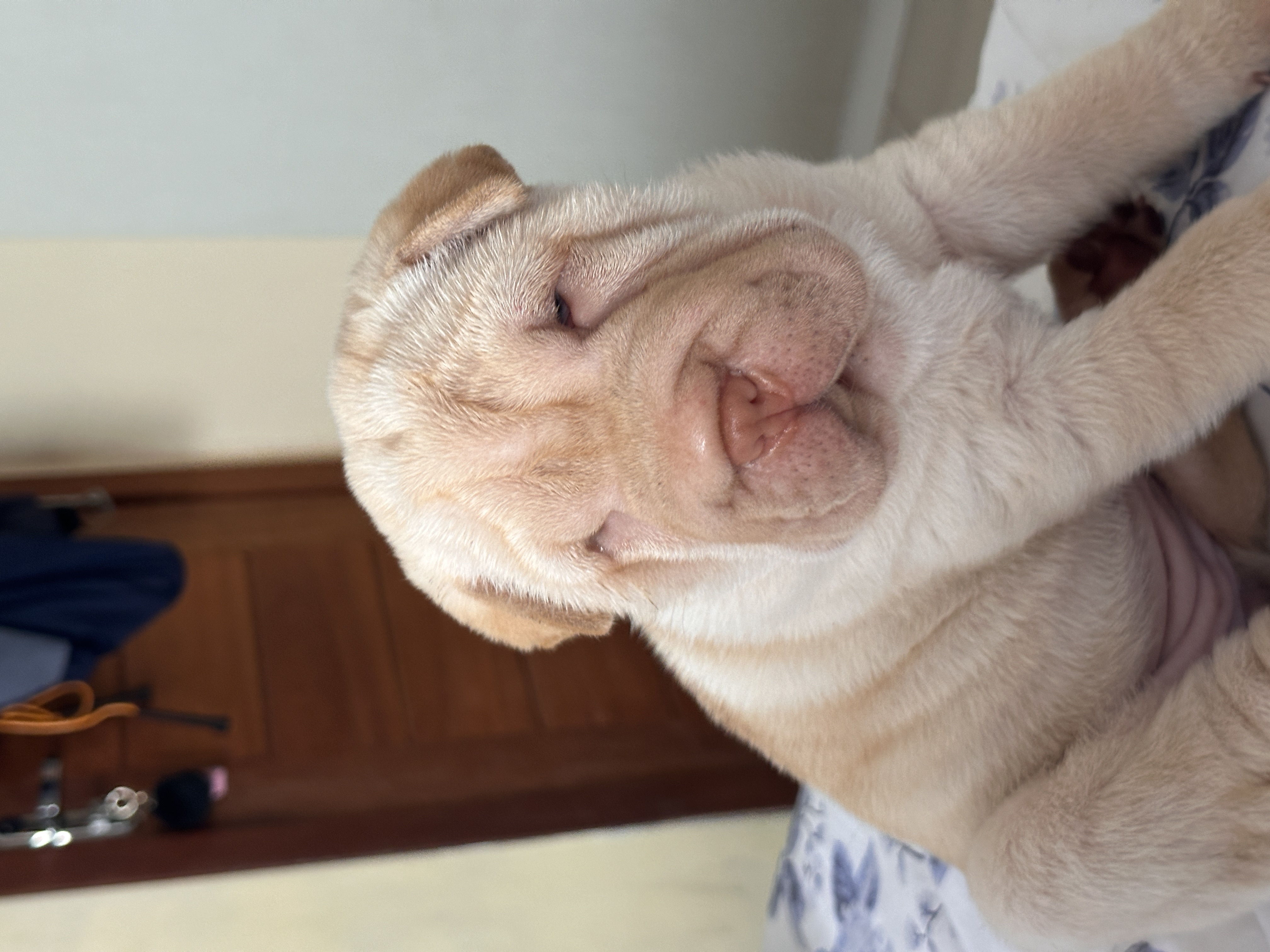 Portal Vendocão Venda sharpei São luis