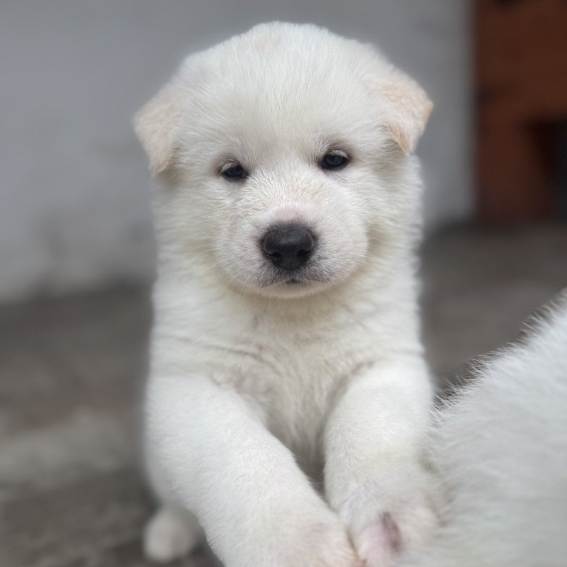 Últimos filhotes de Akita - Foto 2