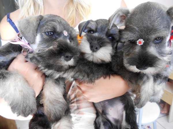 Portal Vendocão Belos Filhotes Schnauzer sumare
