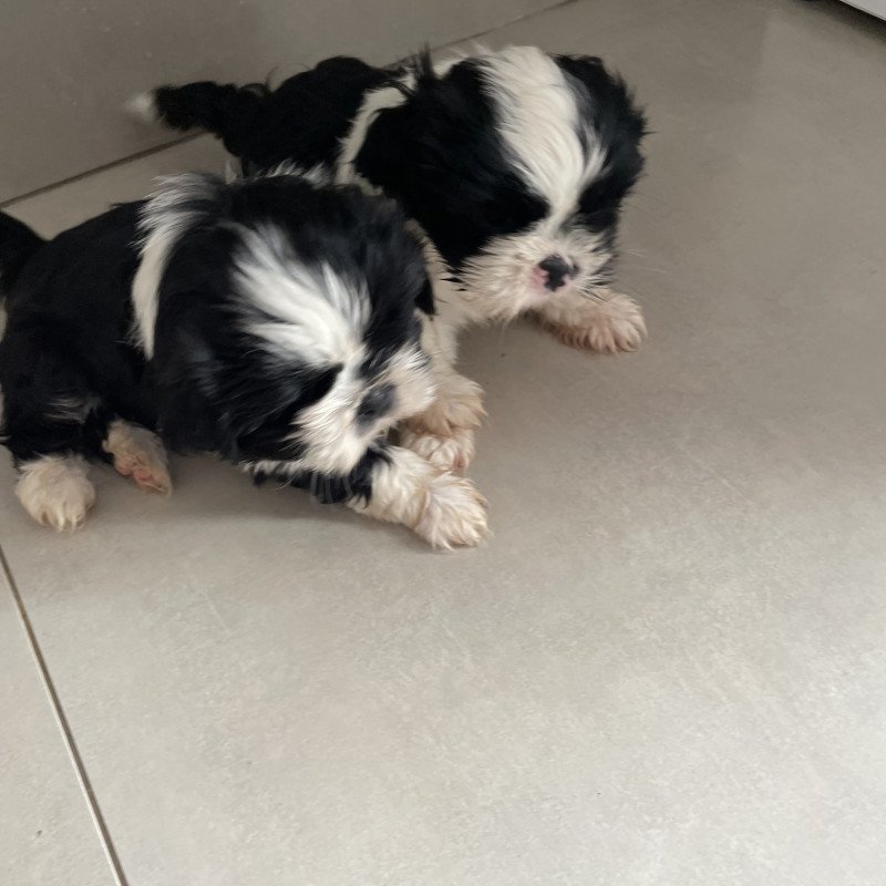 Vendo filhotes de Shih Tzu - Foto 2