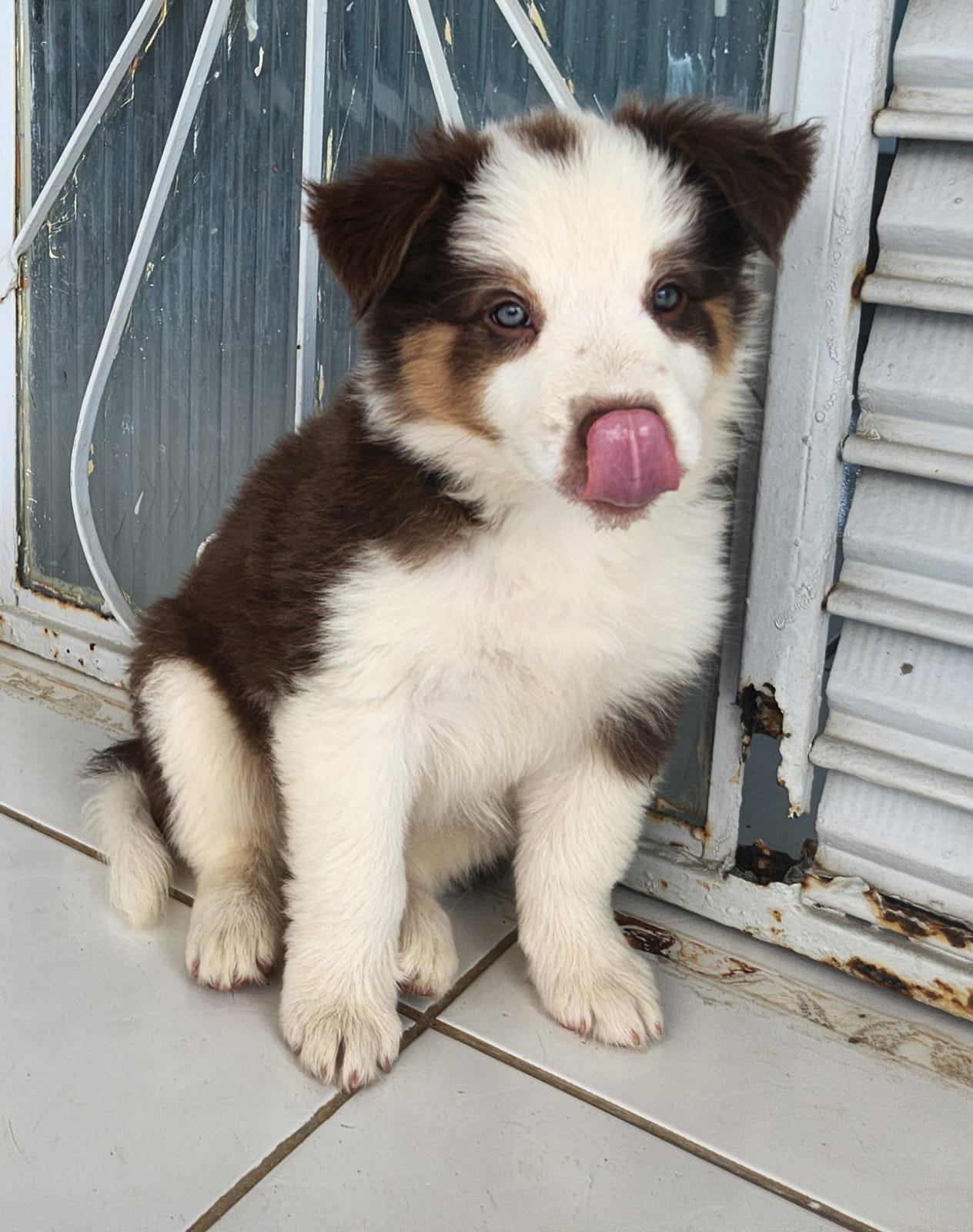 Filhote femea deBorder Collie - Tricolor (marrom com red) - Foto 1