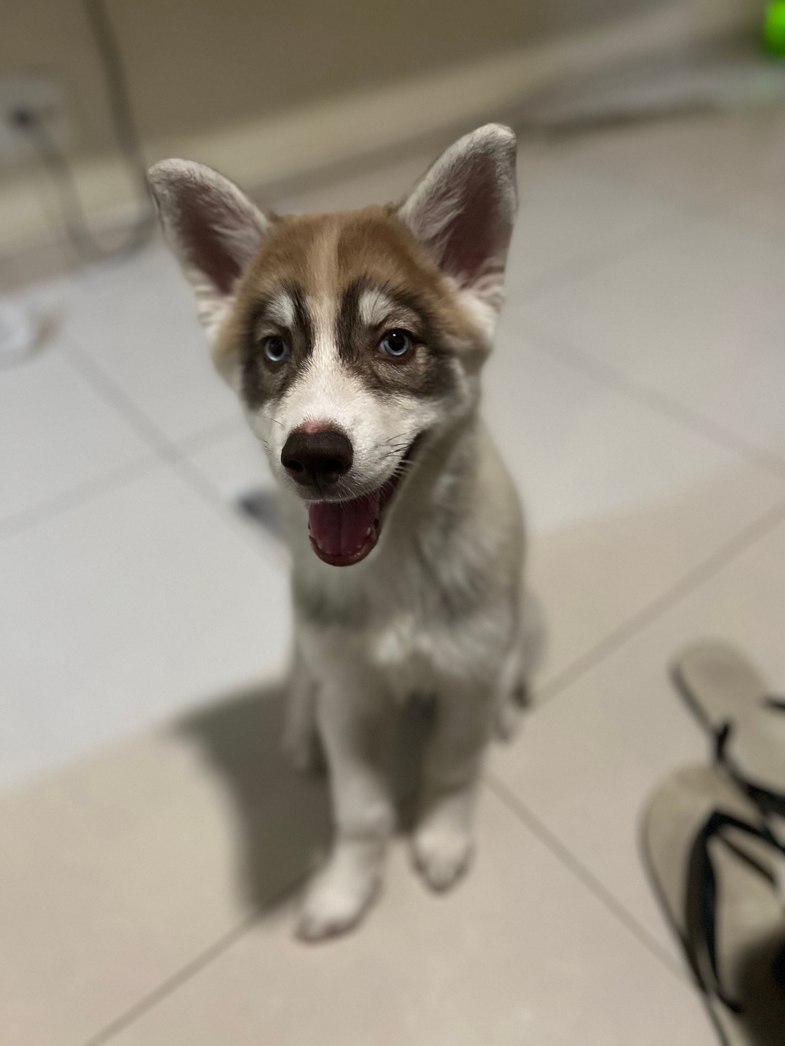 Filhote Husky Siberiano - Foto 1