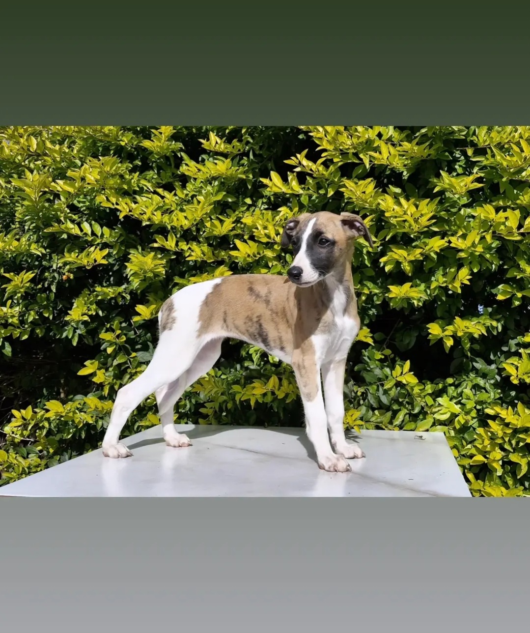 Filhotes Fêmeas Whippet Pedigree CBKC