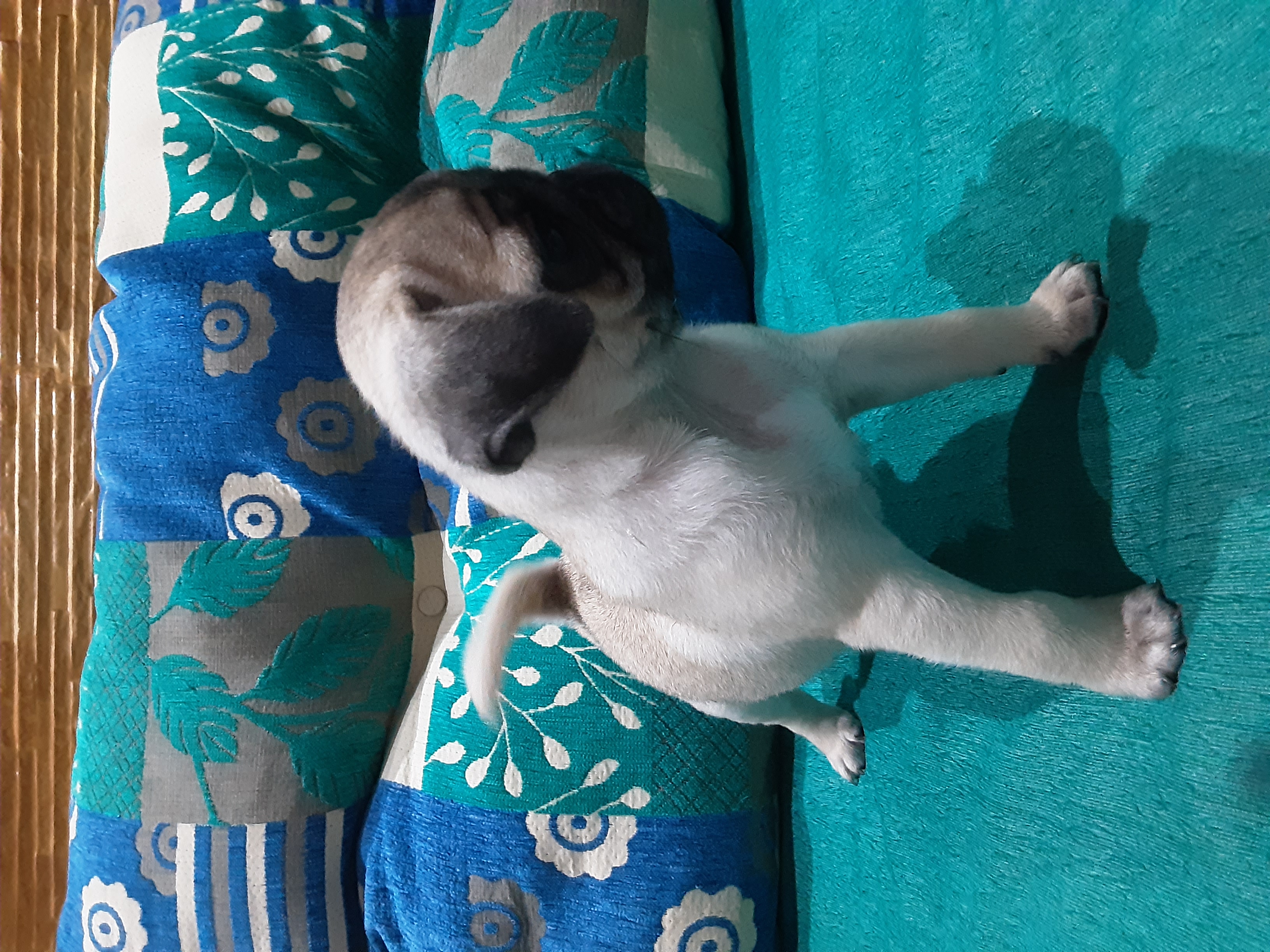 Portal Vendocão Filhote de pug macho Recife 