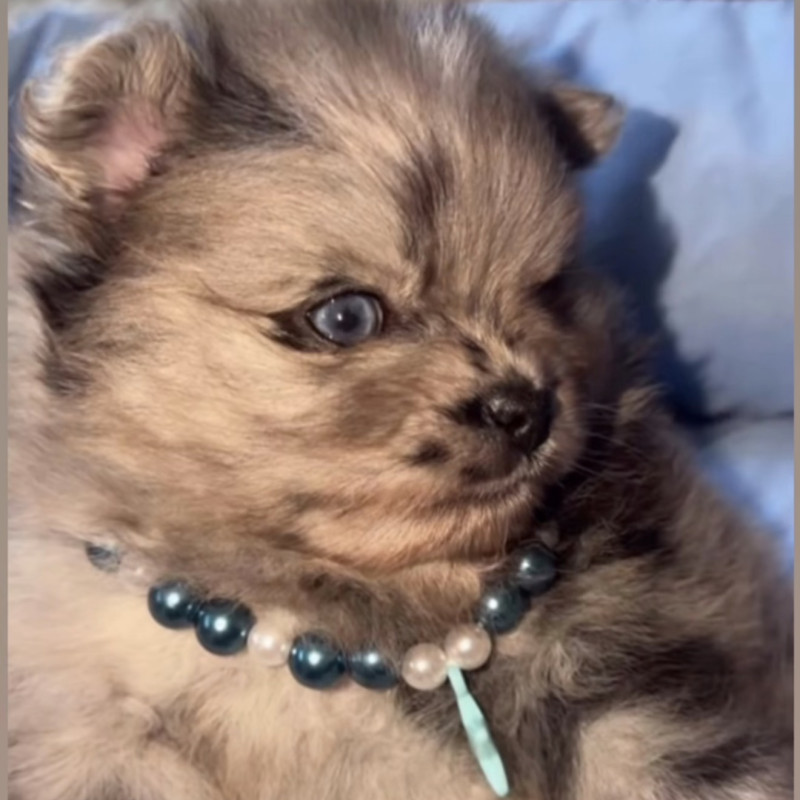 Blue Merle + Olhos Azuis + Pedigree = Perfeição! Um filhote raríssimo, focinho curto, genética de excelência em um só filhote, de beleza incomparável, esperando pela família ideal. Pedigree garantido. Parcelamos em até 10 vezes - Foto 2