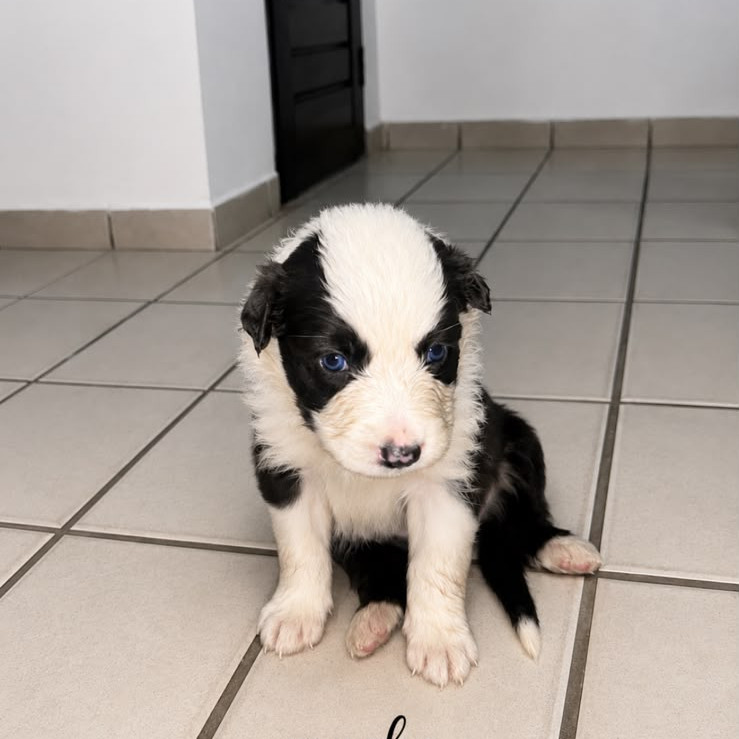 Filhotes de Border Collie Puro – Machos e Fêmeas Disponíveis - Foto 3