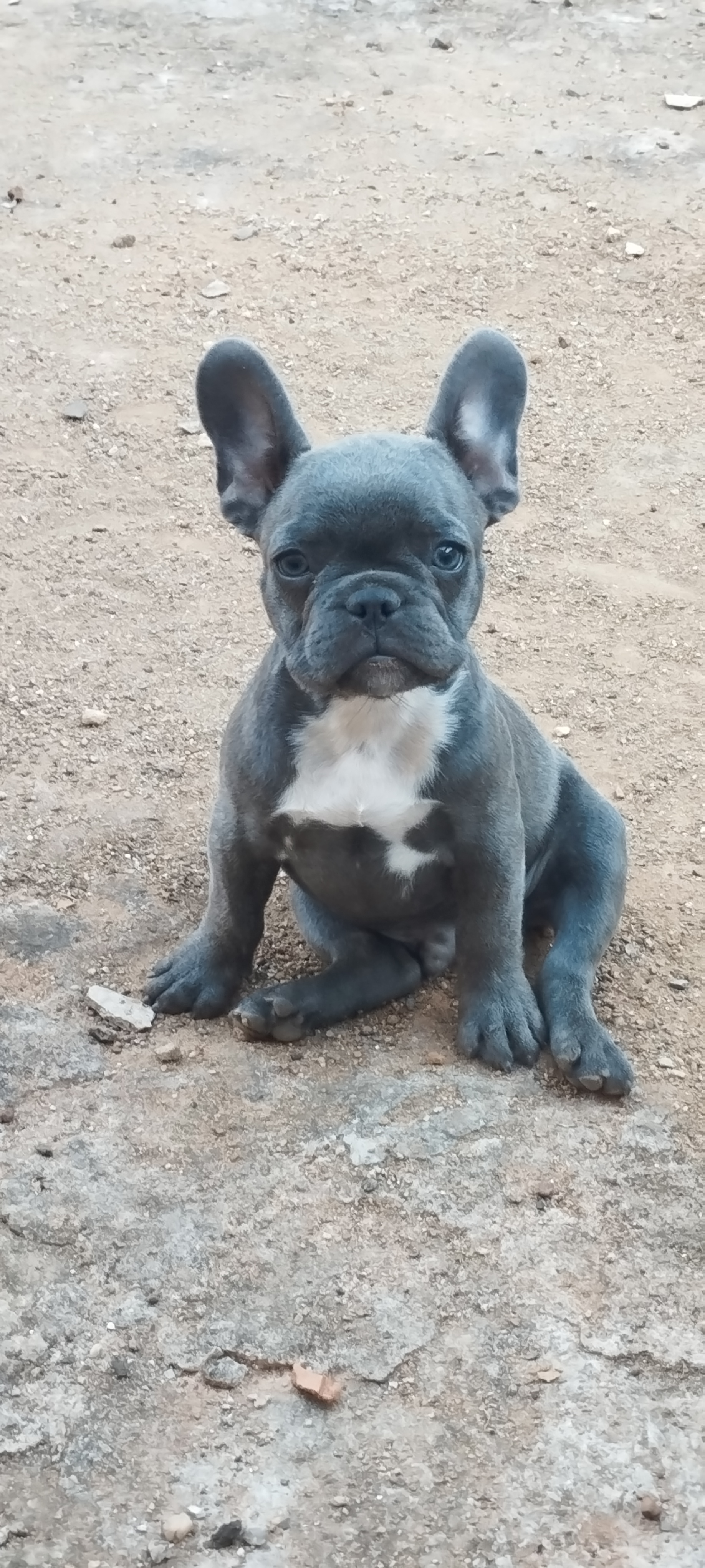 Portal Vendocão Filhotes Bulldog Francês  Planaltina 