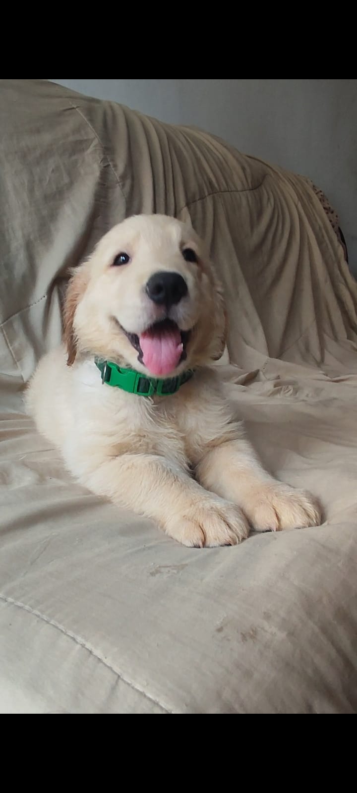 Portal Vendocão Lindos filhotes de goldens retriever com pedigre.e Rio de Janeiro