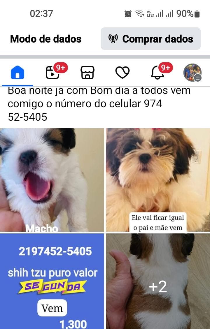 Tô vendendo um filhote shitzu - Foto 1