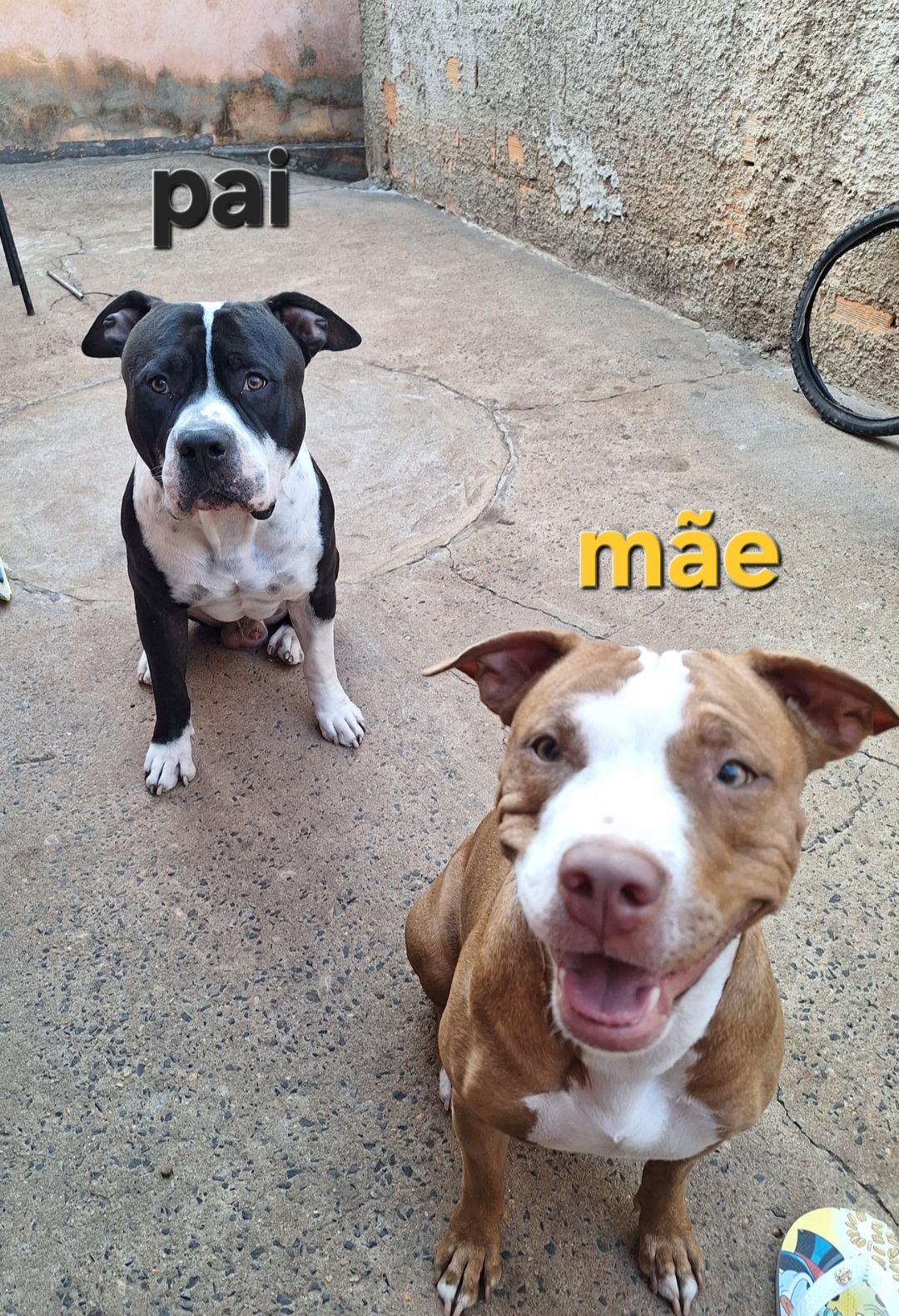 Filhotes de Pitt bull monster - Foto 4