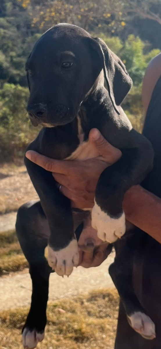 Portal Vendocão Filhote de Dogue Alemão  Jaboticatubas 