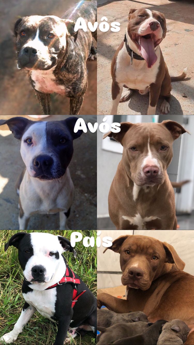 Portal Vendocão Filhotes de Pitbull  Ponta Grossa 