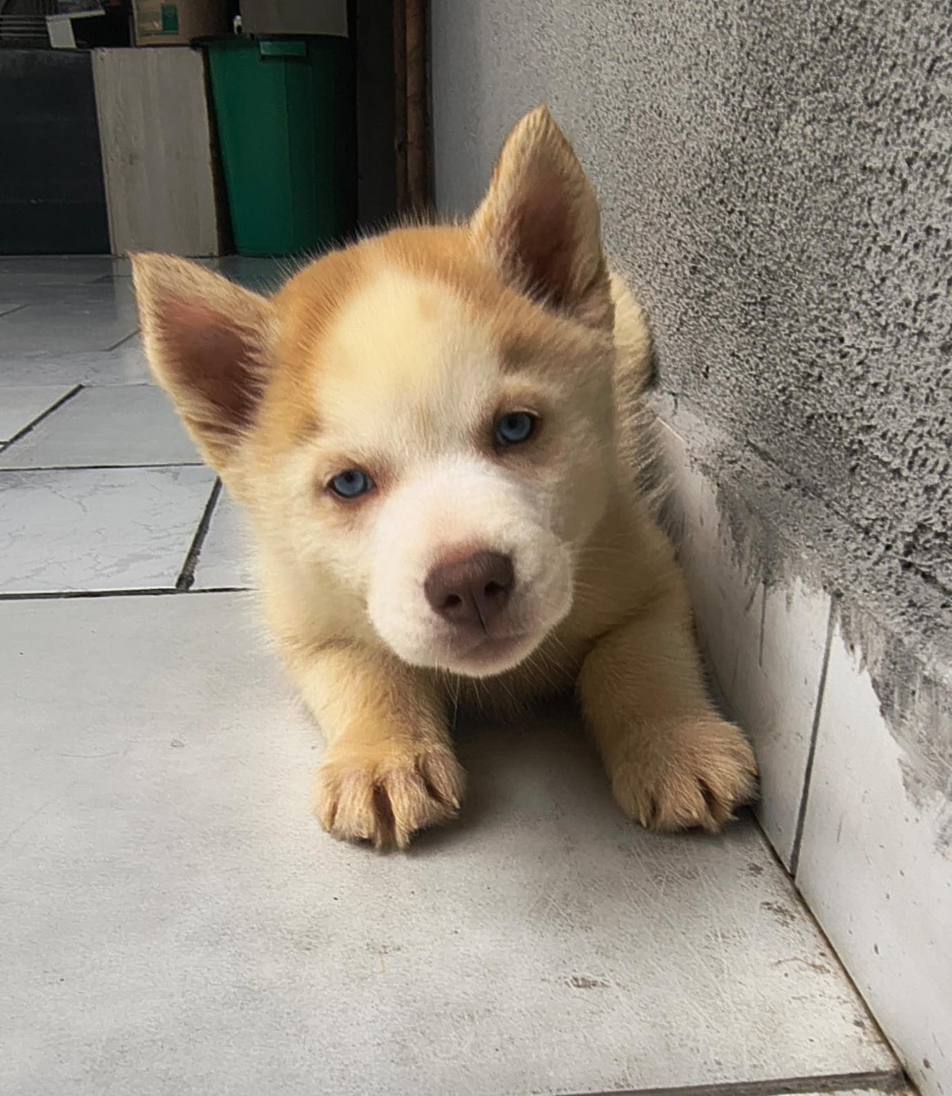 Portal Vendocão Filhote de Husky Siberiano  Curitiba