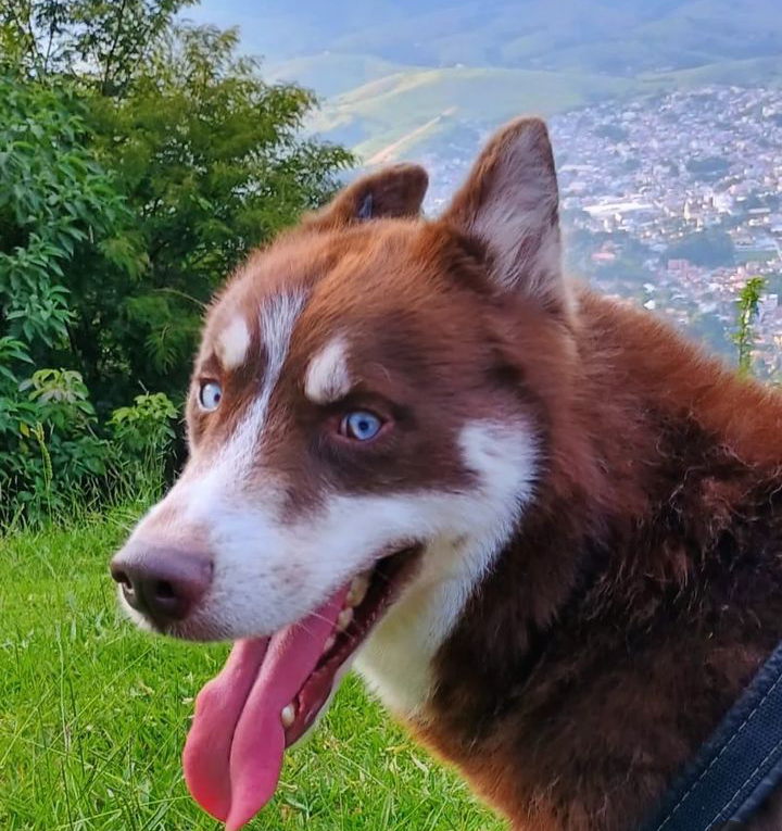 Portal Vendocão Filhote de Husky Siberiano Valença 