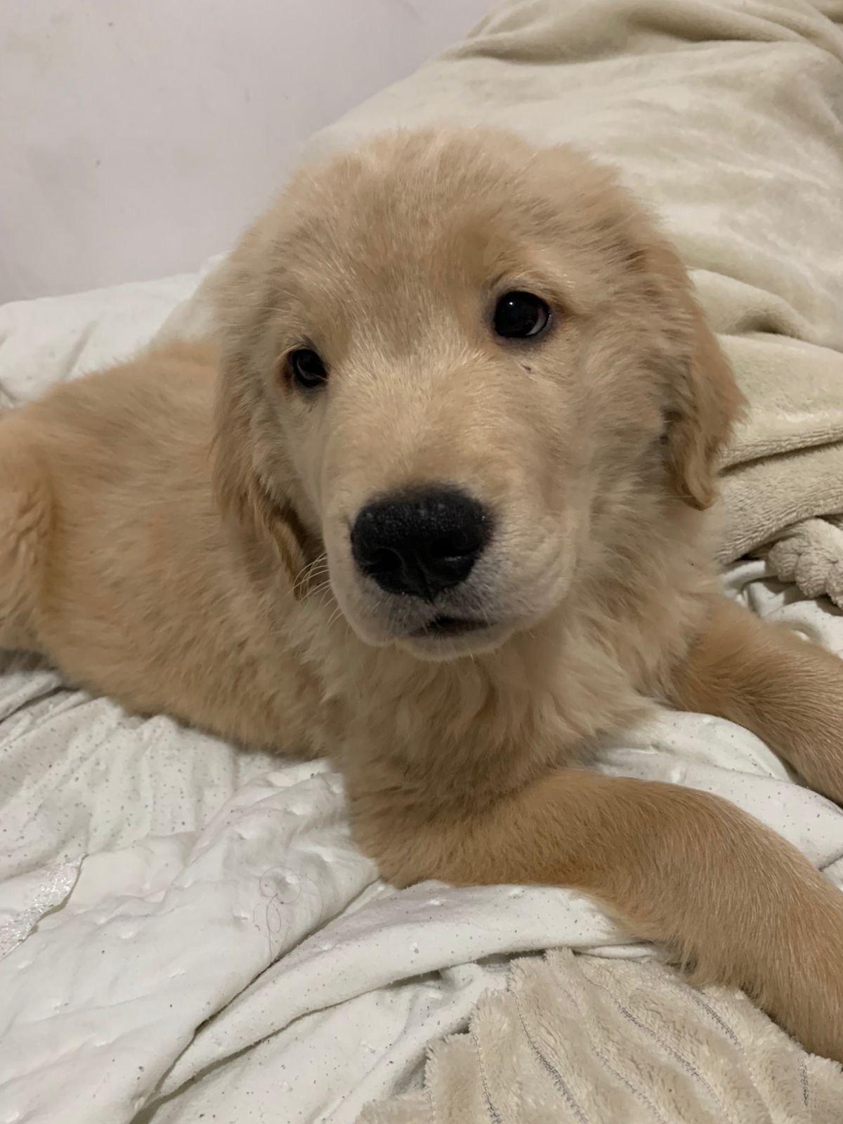 Filhote Golden Retriever - Foto 2