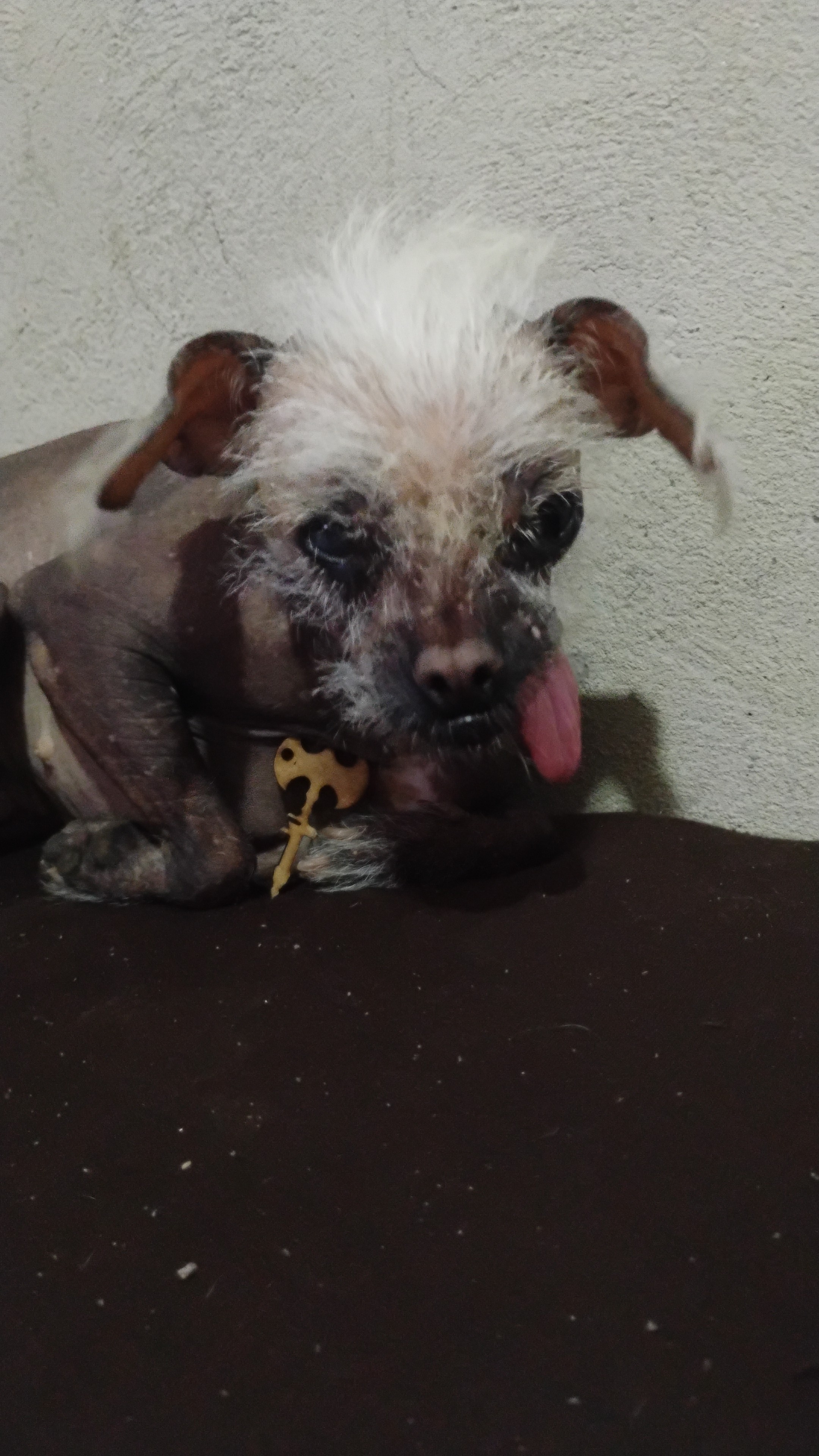 Portal Vendocão Vende-se fêmea de chista chines Juiz de Fora