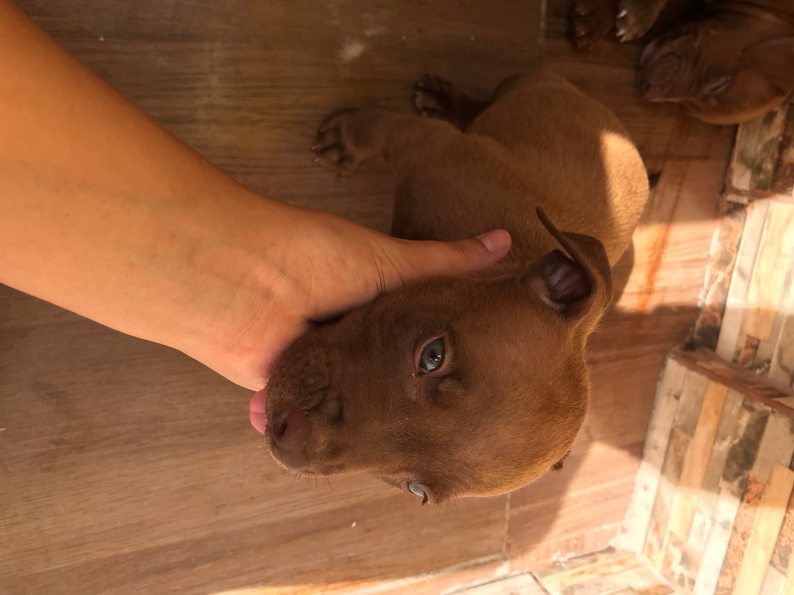 Vendo pitbull original  - Foto 2
