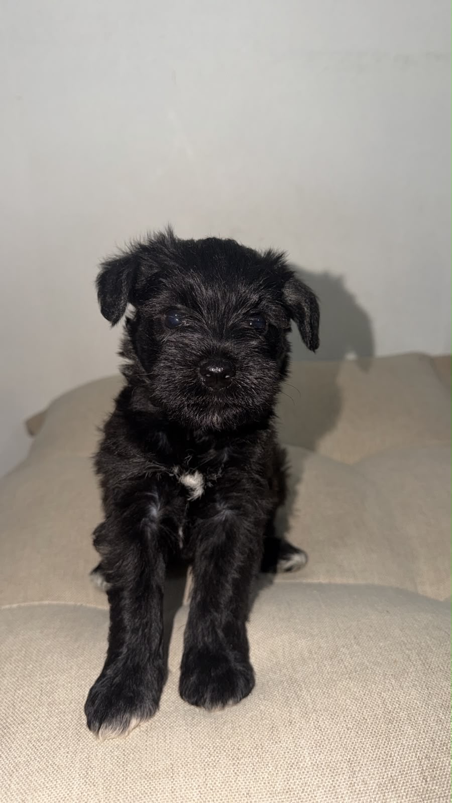 Filhotes de schnauzer miniatura 