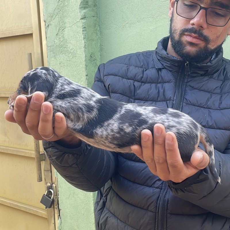 Lindo filhote de Dachshund arlequim prata com um olho azul