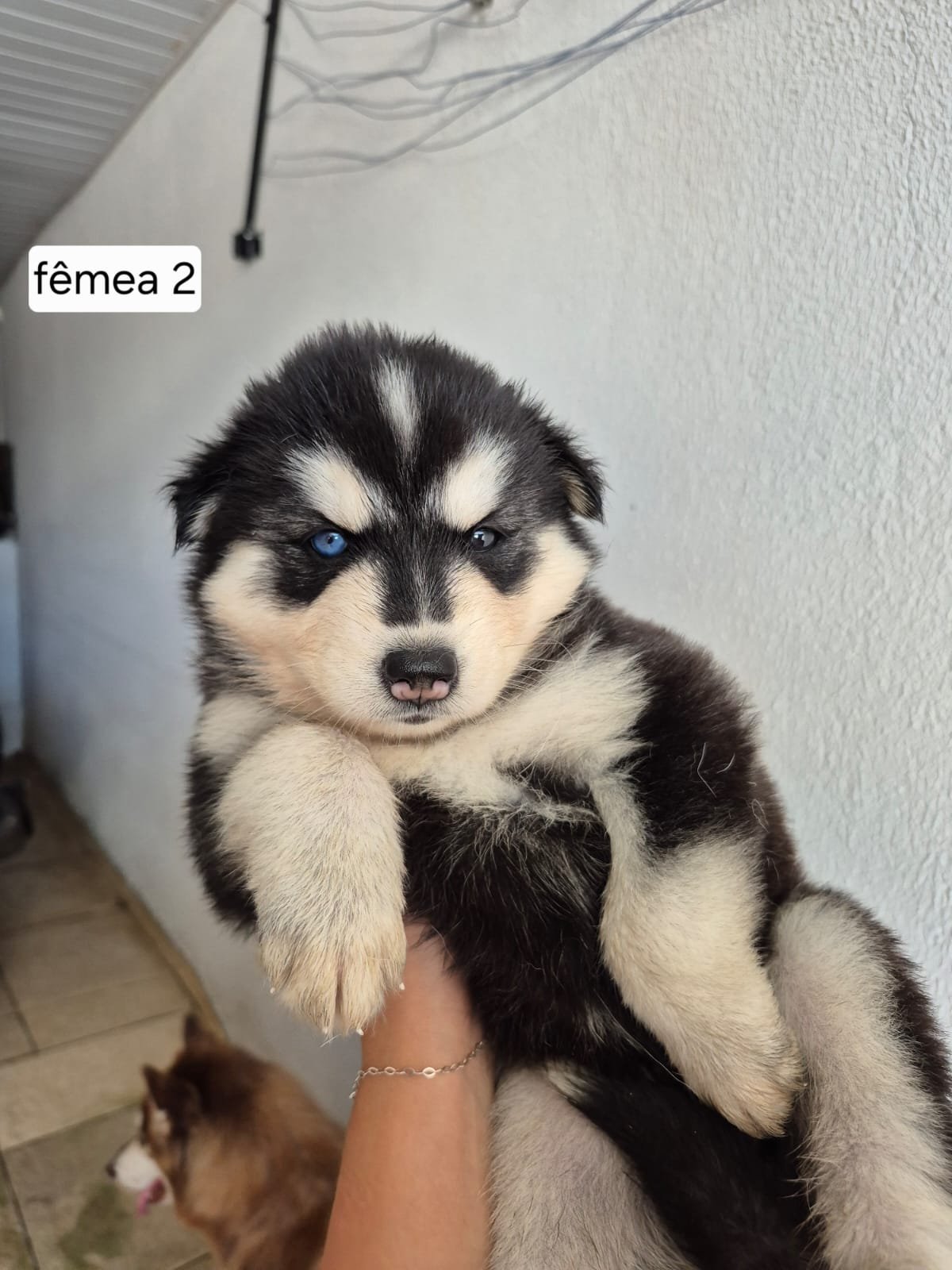 Husky Siberiano - Foto 3